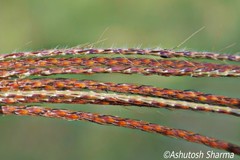 Pseudopogonatherum trispicatum